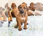 Small #4 Rhodesian Ridgeback