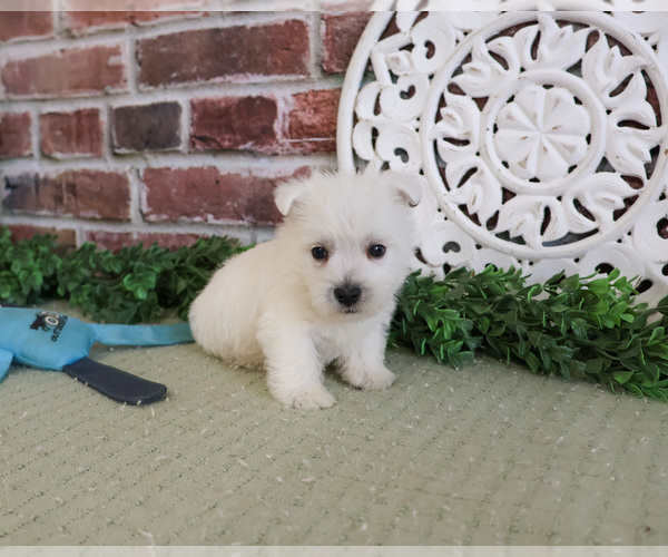 Medium Photo #4 West Highland White Terrier Puppy For Sale in SYRACUSE, IN, USA