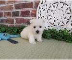 Small #3 West Highland White Terrier
