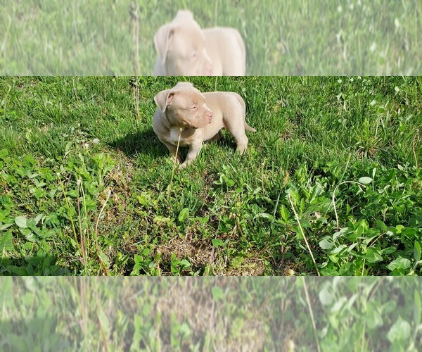 Medium Photo #7 American Bully Puppy For Sale in WEST MILTON, OH, USA