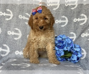 Goldendoodle-Poodle (Miniature) Mix Puppy for sale in CEDAR LANE, PA, USA
