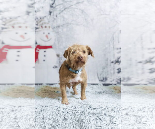 Medium Photo #1 Mutt Puppy For Sale in Milpitas, CA, USA