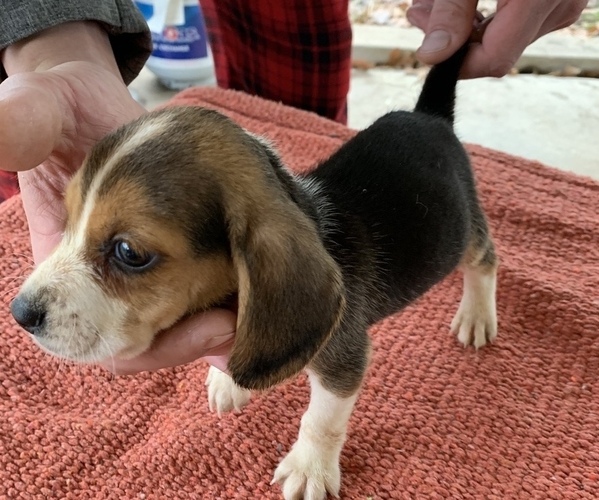 Medium Photo #1 Beagle Puppy For Sale in ANNISTON, AL, USA