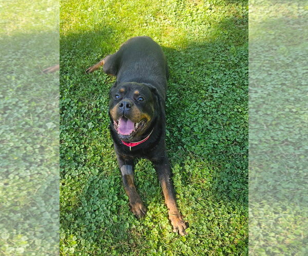 Medium Photo #2 Rottweiler Puppy For Sale in Hillsboro, NH, USA