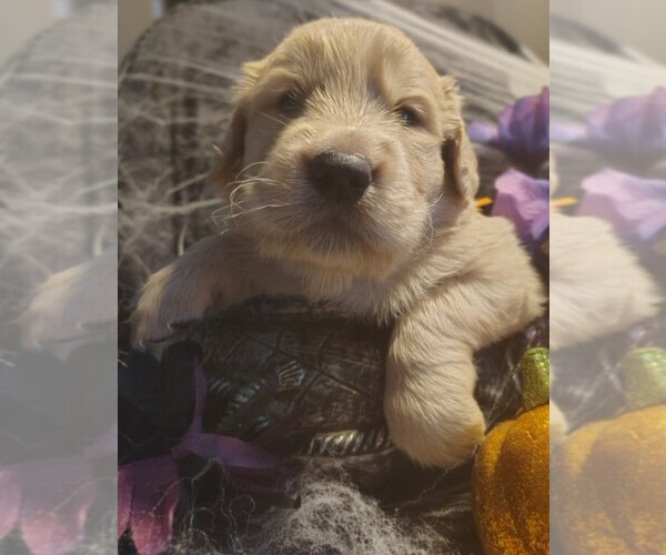 Medium Photo #19 Golden Retriever Puppy For Sale in MODESTO, CA, USA