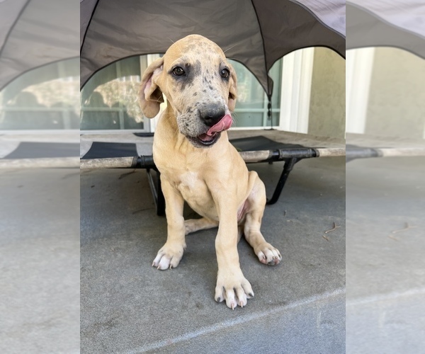 Medium Photo #1 Great Dane Puppy For Sale in LONG BEACH, CA, USA