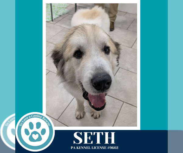 Medium Photo #2 Great Pyrenees Puppy For Sale in Kimberton, PA, USA