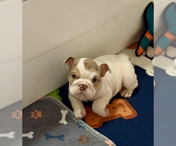 Medium Photo #3 Bulldog Puppy For Sale in HUTCHINSON, KS, USA