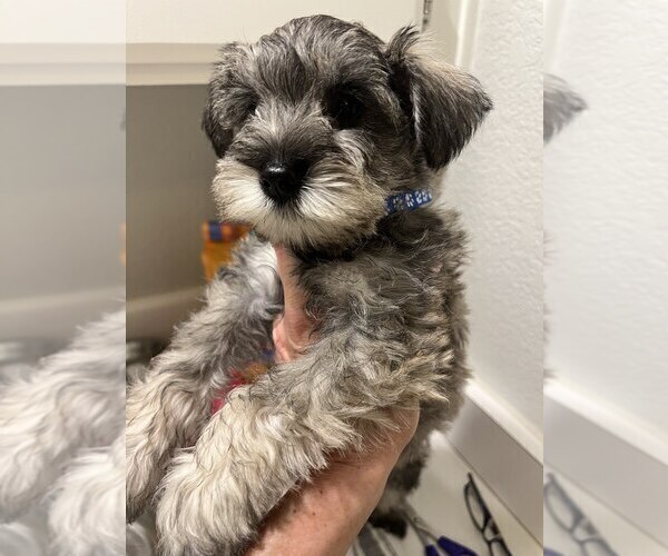 Medium Photo #2 Schnauzer (Miniature) Puppy For Sale in RIVERSIDE, CA, USA