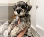 Small #1 Schnauzer (Miniature)