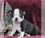 Small Photo #1 Boston Terrier Puppy For Sale in PORT ROYAL, PA, USA