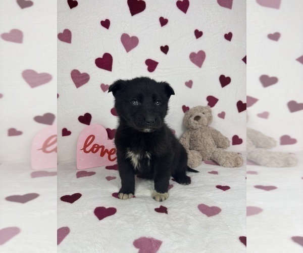 Medium Photo #4 German Shepherd Dog-Miniature American Shepherd Mix Puppy For Sale in FRANKLIN, IN, USA