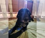 Small #4 Great Dane-Labrador Retriever Mix