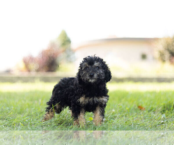 Medium Photo #4 Schnoodle (Miniature) Puppy For Sale in WARSAW, IN, USA
