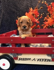 Australian Labradoodle Puppy for sale in OCONOMOWOC, WI, USA