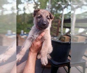 German Shepherd Dog Puppy for sale in CLEWISTON, FL, USA