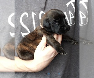 Mastiff Puppy for sale in LE ROY, MI, USA