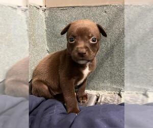 Labrador Retriever Dogs for adoption in Baytown, TX, USA