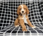 Small Cockapoo (Miniature)