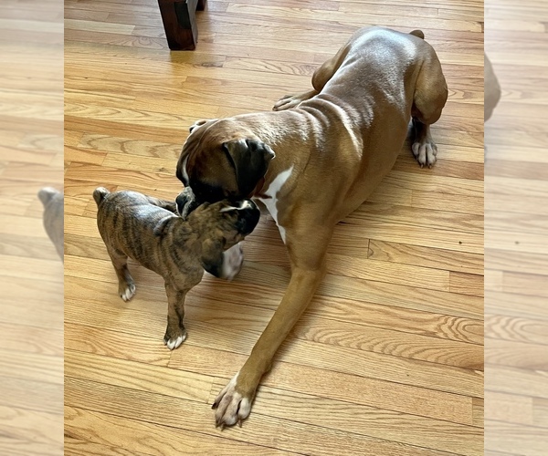 Medium Photo #9 Boxer Puppy For Sale in MECHANICSVILLE, MD, USA