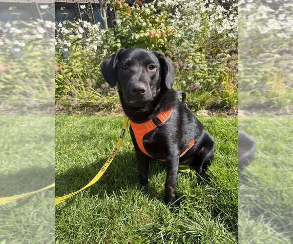 Medium Photo #1 Labrador Retriever-Unknown Mix Puppy For Sale in New York, NY, USA