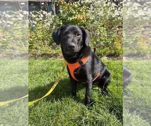 Labrador Retriever-Unknown Mix Dogs for adoption in New York, NY, USA