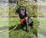 Poppy (AL) - Female Labrador Retriever-Unknown Mix Dog for Adoption - Small photo