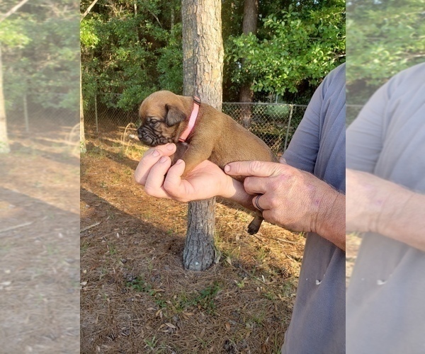 Medium Photo #4 Bullmastiff Puppy For Sale in ELLABELL, GA, USA