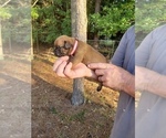 Small Photo #4 Bullmastiff Puppy For Sale in ELLABELL, GA, USA