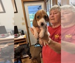 Small Photo #21 Dachshund Puppy For Sale in ASHLAND, NE, USA