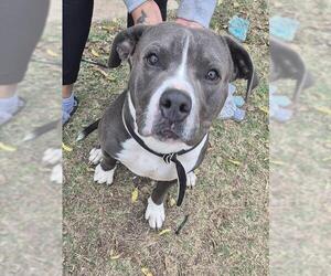 American Staffordshire Terrier-Unknown Mix Dogs for adoption in San Antonio, TX, USA