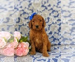Small Photo #3 Goldendoodle Puppy For Sale in CHRISTIANA, PA, USA