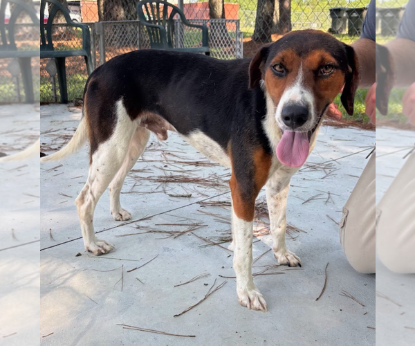 Medium Photo #1 Mutt Puppy For Sale in Oakhurst, NJ, USA