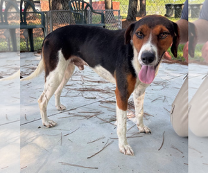 Mutt Dogs for adoption in Oakhurst, NJ, USA