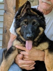 German Shepherd Dog Puppy for sale in GATES MILLS, OH, USA