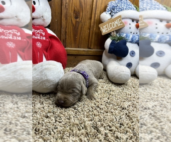 Medium Photo #8 Labrador Retriever Puppy For Sale in NEOLA, WV, USA