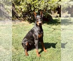 Small Photo #1 Doberman Pinscher Puppy For Sale in CHERRY VALLEY, CA, USA