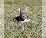 Small Photo #4 American Bully Puppy For Sale in BILLINGS, MO, USA