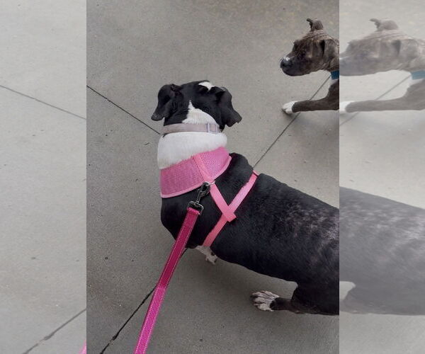 Medium Photo #7 Basset Hound-Staffordshire Bull Terrier Mix Puppy For Sale in Clarkston, MI, USA