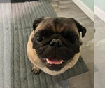 Small #3 Pug