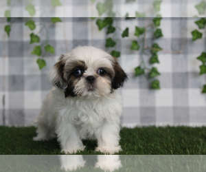 Shih Tzu Puppy for sale in MARIETTA, GA, USA