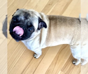 Father of the Pug puppies born on 04/25/2025