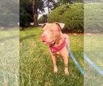 Small #1 American Pit Bull Terrier-Staffordshire Bull Terrier Mix