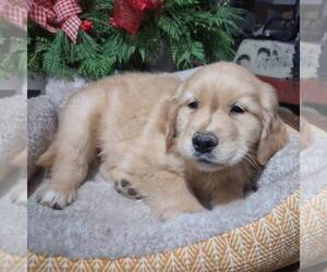 Golden Retriever Puppy for sale in CANAJOHARIE, NY, USA
