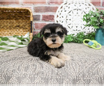 Small #13 Schnauzer (Miniature)