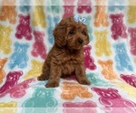 Small #6 Cockapoo (Miniature)