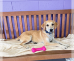 Small #1 Labrador Retriever Mix
