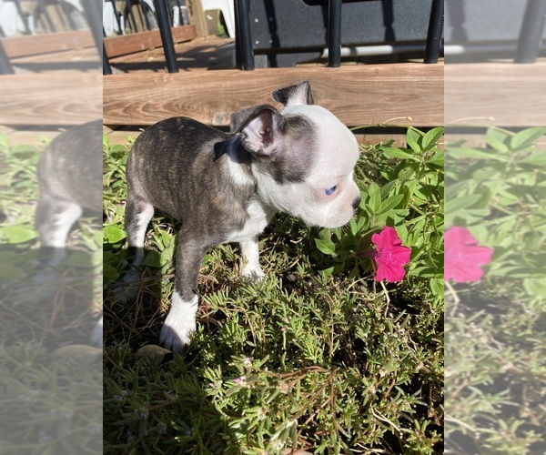 Medium Photo #8 Boston Terrier Puppy For Sale in FREDONIA, KS, USA