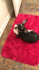 Father of the Schnauzer (Miniature) puppies born on 11/09/2017