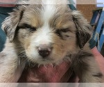 Small Photo #4 Australian Shepherd Puppy For Sale in AUBURN, IN, USA